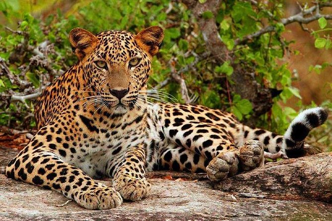 Yala National Park Safari: Leopard Tracking & Wildlife Guide