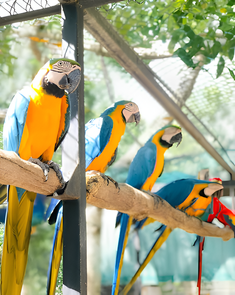 Birds Park Hambantota Travel Guide (2026) – Discover Sri Lanka's Largest Bird Park